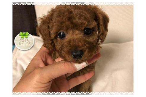 成約済の愛媛県のトイプードル-53355の3枚目